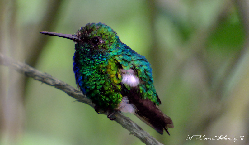 Chlorostilbon mellisugus Cometa Aliazul GBD