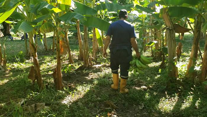 Cultivo de platano